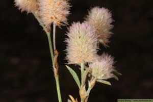 Harklöver, Trifolium arvense